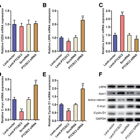 LncRNA PTCSC3 overexpression inhibits the Wnt β catenin signaling