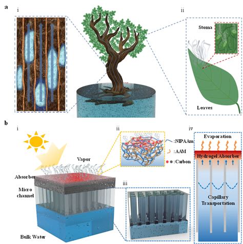 湖南大学王兆龙课题组Solar RRL3D打印仿生太阳能蒸发器 腾讯新闻