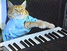 Keyboard Cat - Wikipedia