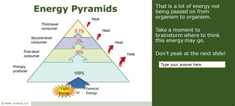 energy pyramids lesson plan  complete  method science unit