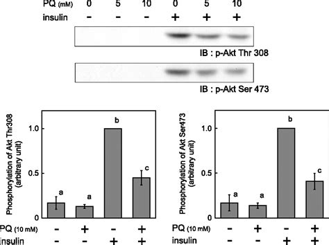 Paraquat Induced Oxidative Stress Represses Phosphatidylinositol 3