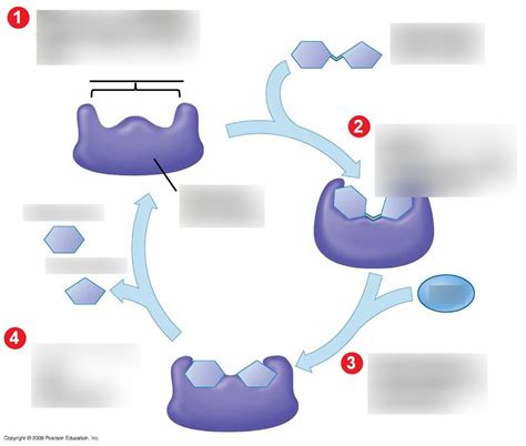 Enzyme Diagram Quizlet