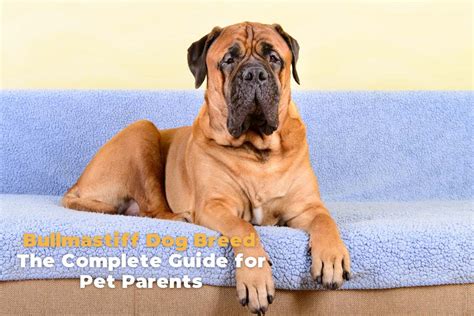 Bullmastiff History Characteristics Temperament And Care Tips