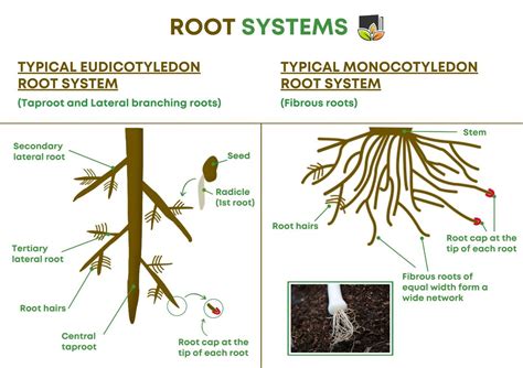 External Structure Of Roots Leafy Learning Worksheets Library