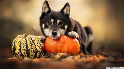 Cute Halloween Dog Wallpapers - Top Free Cute Halloween Dog Backgrounds ...