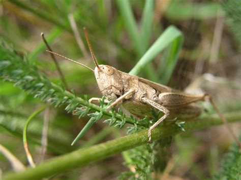 Grasshopper close up Free Photo Download | FreeImages