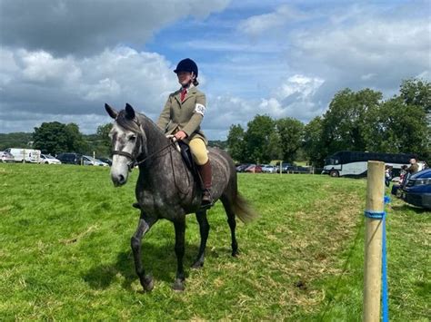 connemara | 208 Ponies Ads For Sale in Ireland | DoneDeal