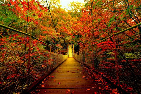 Autumn Bridge And Trees Wallpapers Wallpaper Cave