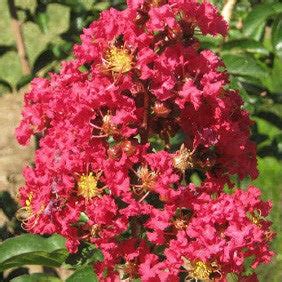 'Dynamite' Red Crape Myrtle Tree | New Blooms Nursery