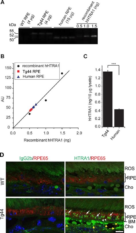 Expression Of Human Htra In Mouse Rpe A Western Blot Analysis Of