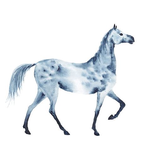 410+ Dapple Gray Horse Illustrations Stock Illustrations, Royalty-Free Vector Graphics & Clip ...