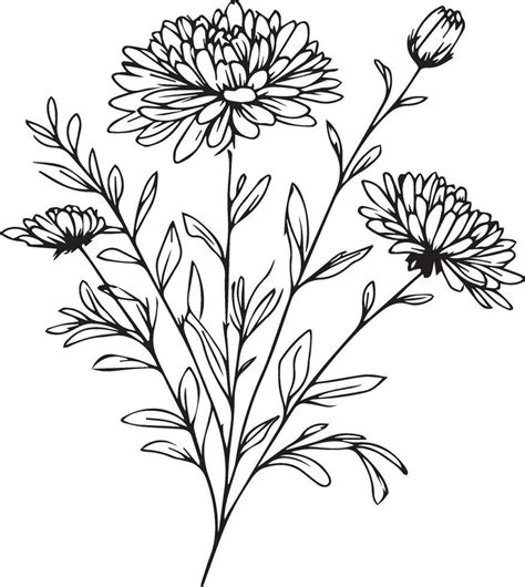 Detailed flower coloring pages, sketch contour bouquet of aster flowers ...