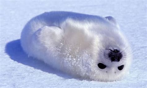 Fluffy Baby Seal