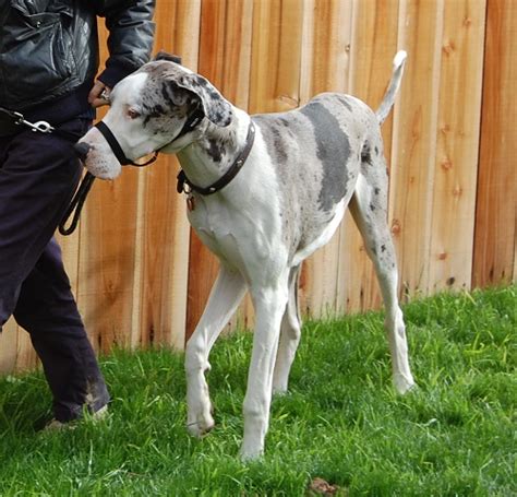 My Great Dane Princeton: Leash-training a Dane -- advice needed