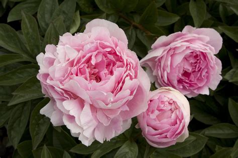 How To Grow Peonies Sunset Magazine