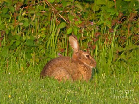 Irish Rabbit Photograph By Cindy Murphy Nightvisions Fine Art America