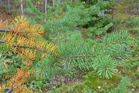 Signs Of A Dying Tree How To Identify And Save Your Precious Arbor