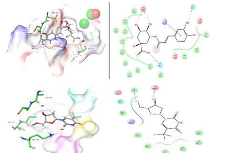 Molecular Docking Admet Analysis And Dynamics Approach To Potent Natural Inhibitors Against Sex