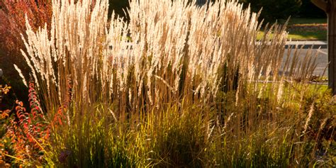 Can You Cut Ornamental Grasses Back In The Fall The Answer And More