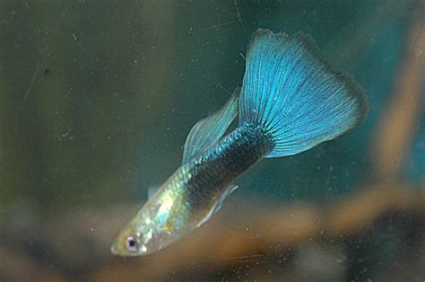 Different Types Of Guppies With Pics A Complete Guide