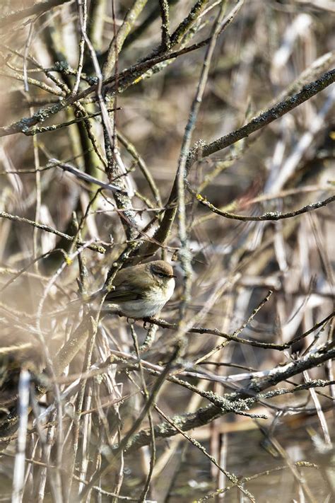 small song bird Willow Warbler, Europe wildlife Photograph by Artush ...