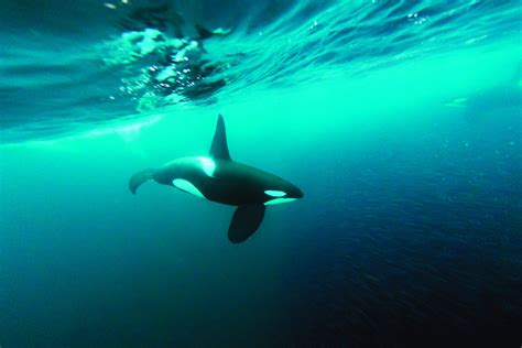 Orcas May Turn Great White Sharks into Scaredy-Cats | Scientific American