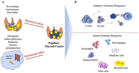 Cancers Free Full Text The Immune Landscape Of Papillary Thyroid Cancer In The Context Of