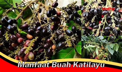 Temukan 5 Manfaat Buah Katilayu Yang Jarang Diketahui Biotifor