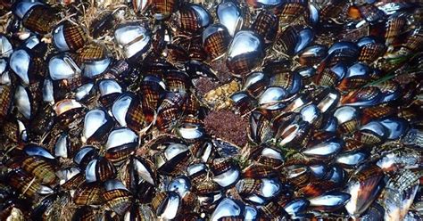 California Fa Cosi Caldo Che Le Cozze Si Cuociono Nel Loro Guscio No