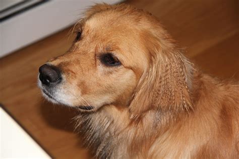 Golden Retrievers : Golden Retriever Dog Forums - View Single Post ...