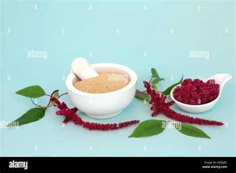 Amaranthus Plant With Dried Amaranth Grain Used In Herbal Plant