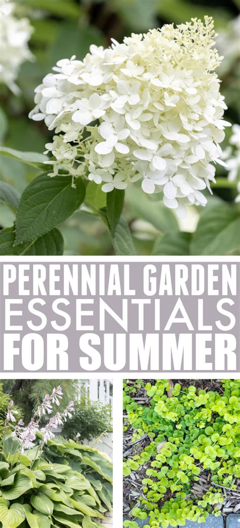 Perennial Flowers for Summer: Garden Essentials - The Creek Line House