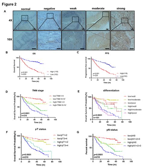 Spi Mediated Upregulation Of The Cst Gene As An Independent Poor