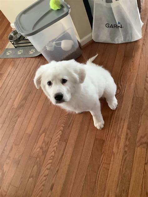 Fluffy Great Pyrenees puppy : aww