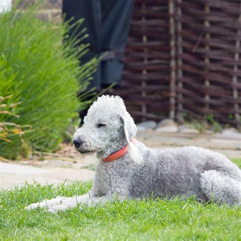 Bedlington Terrier Hundeleksikon Dyreportal Dk