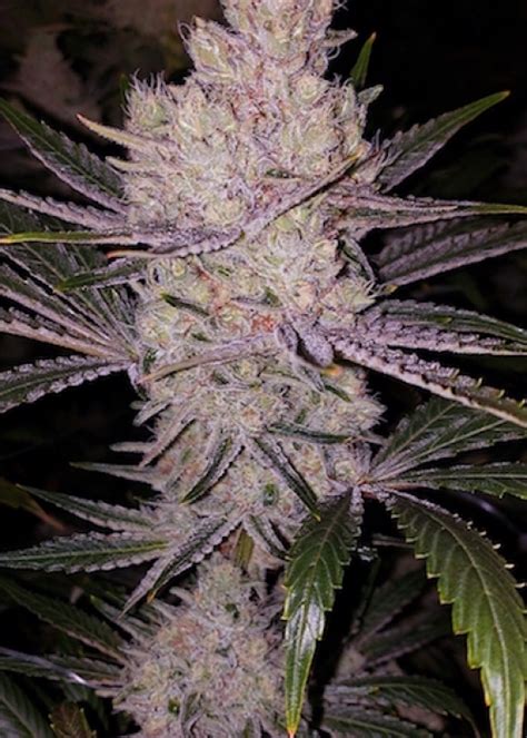 Orange Kush Cake Strain Info Orange Kush Cake Weed By Ethos Genetics