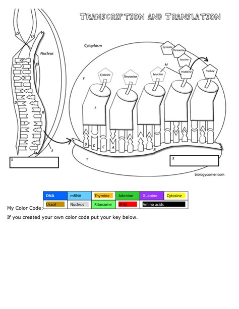 Solution Practicing Dna Transcription And Translation Exam