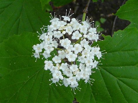 Toronto Wildlife - More Mapleleaf Viburnum