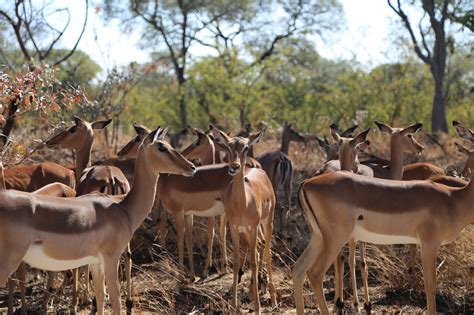 Study shows that African herbivores that eat mixed diets or migrate ...