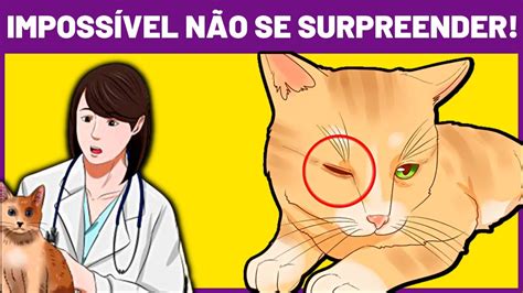 Como Os Gatos Enxergam Como Eles Enxergam Os Humanos Youtube