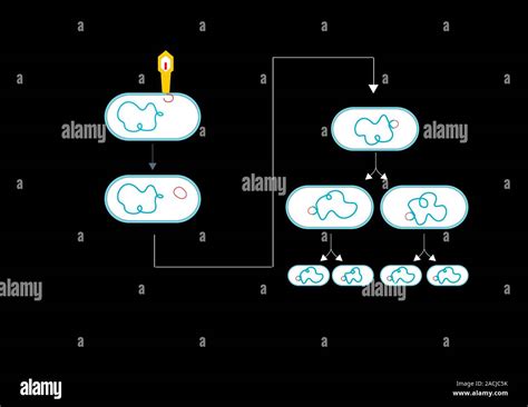 Lysogenic Viral Cycle Artwork Showing The Lysogenic Cycle For Viral Reproduction The Example