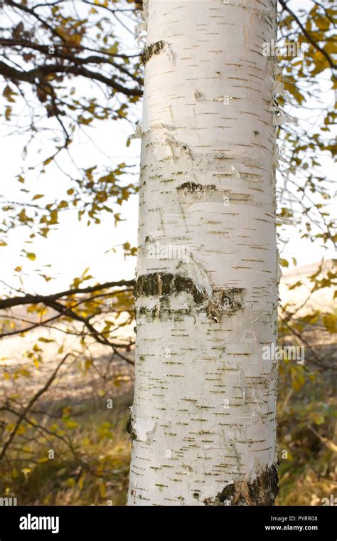 White Birch Tree In Autumn Hi Res Stock Photography And Images Alamy