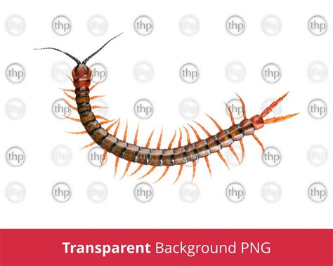 Centipede Png Millipede Png Bugs Png Insects Png Centipede Clipart