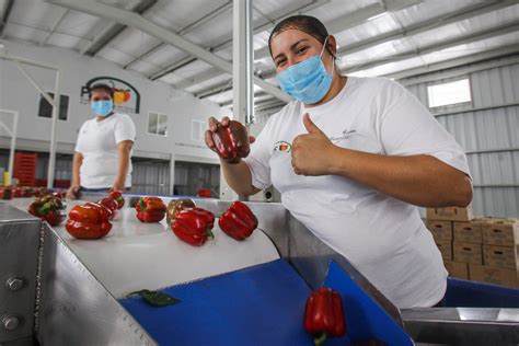 Superan Exportaciones Agroalimentarias Los Mil Mdd A Noviembre