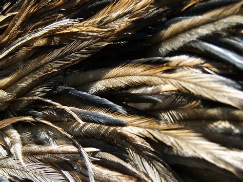 Emu Feathers Sue Stanton Flickr