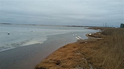 The Natural World of Mastic Beach