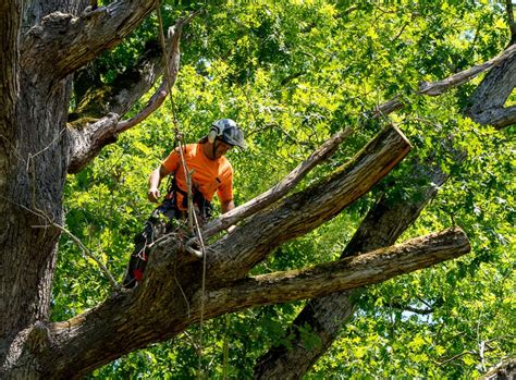 How Much Does Tree Trimming Cost A Homeowners Guide OPE Reviews