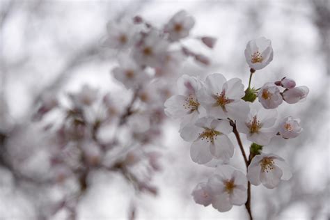 Sfondi Fiorire Bianca Ramo Rosa Primavera Fiore Di Ciliegio