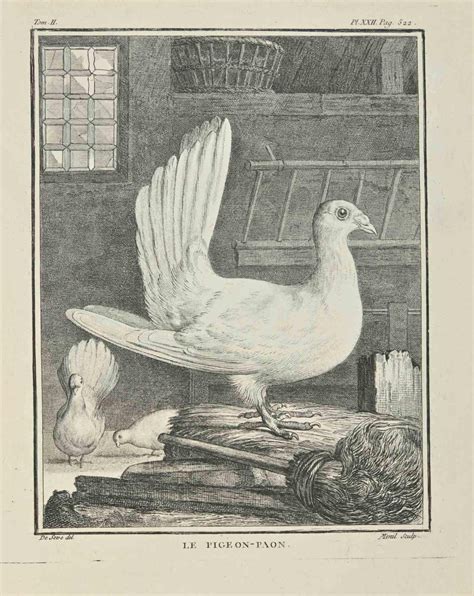 Jacques Menil Le Pigeon Paon Etching By Jacques Menil 1771 For