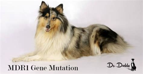 MDR1 Gene Mutation in Dogs and Cats | Dogs, Rough collie, Dog life hacks 